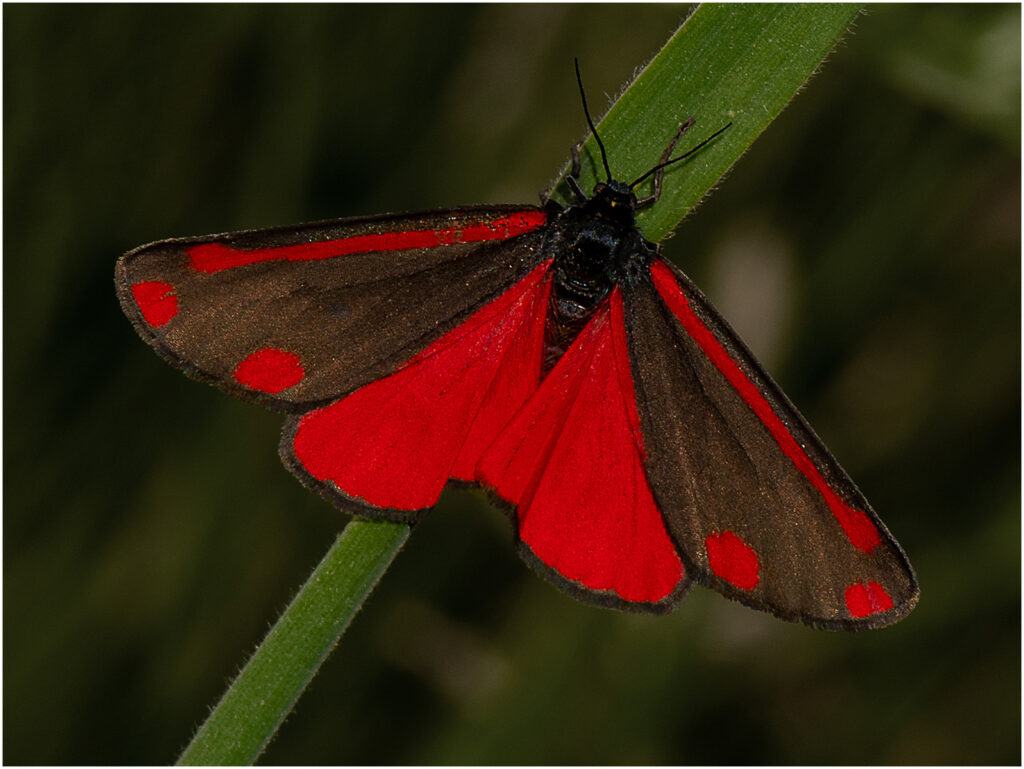 3rd_Cinnabar Moth_Muriel Dale 3rd_Cinnabar Moth_Muriel Dale
