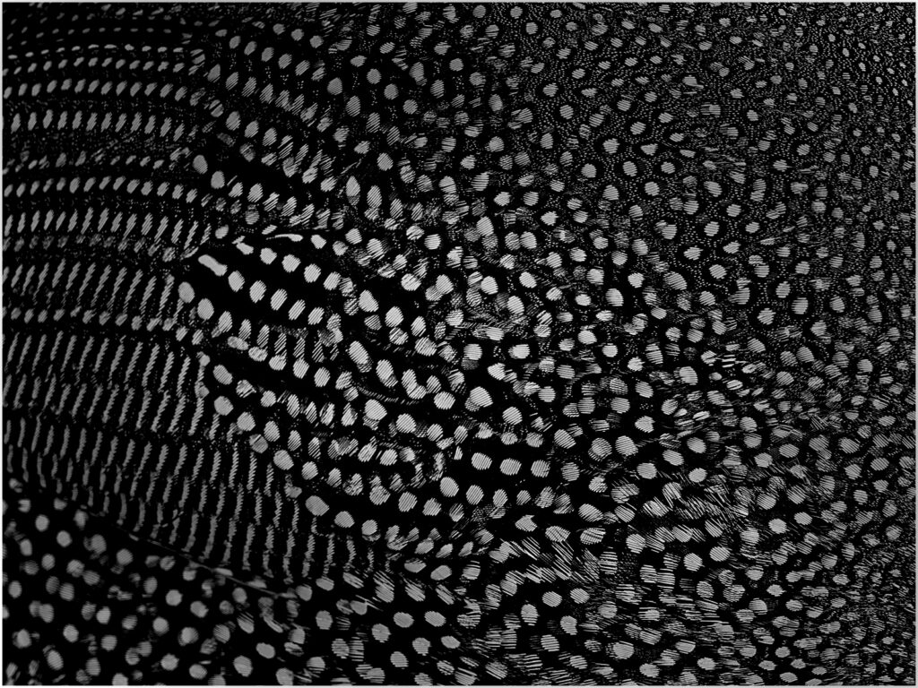 3rd_spots, spots and more spots_Muriel Dale 3rd_spots, spots and more spots_Muriel Dale