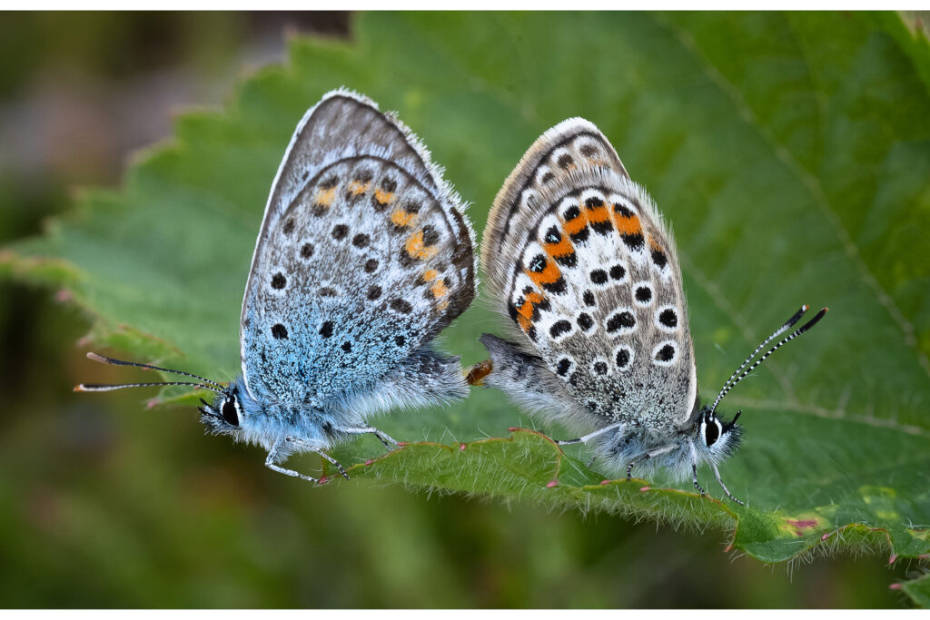 3rd_Silver-Studded Blues Mating_Jason Rowley 3rd_Silver-Studded Blues Mating_Jason Rowley