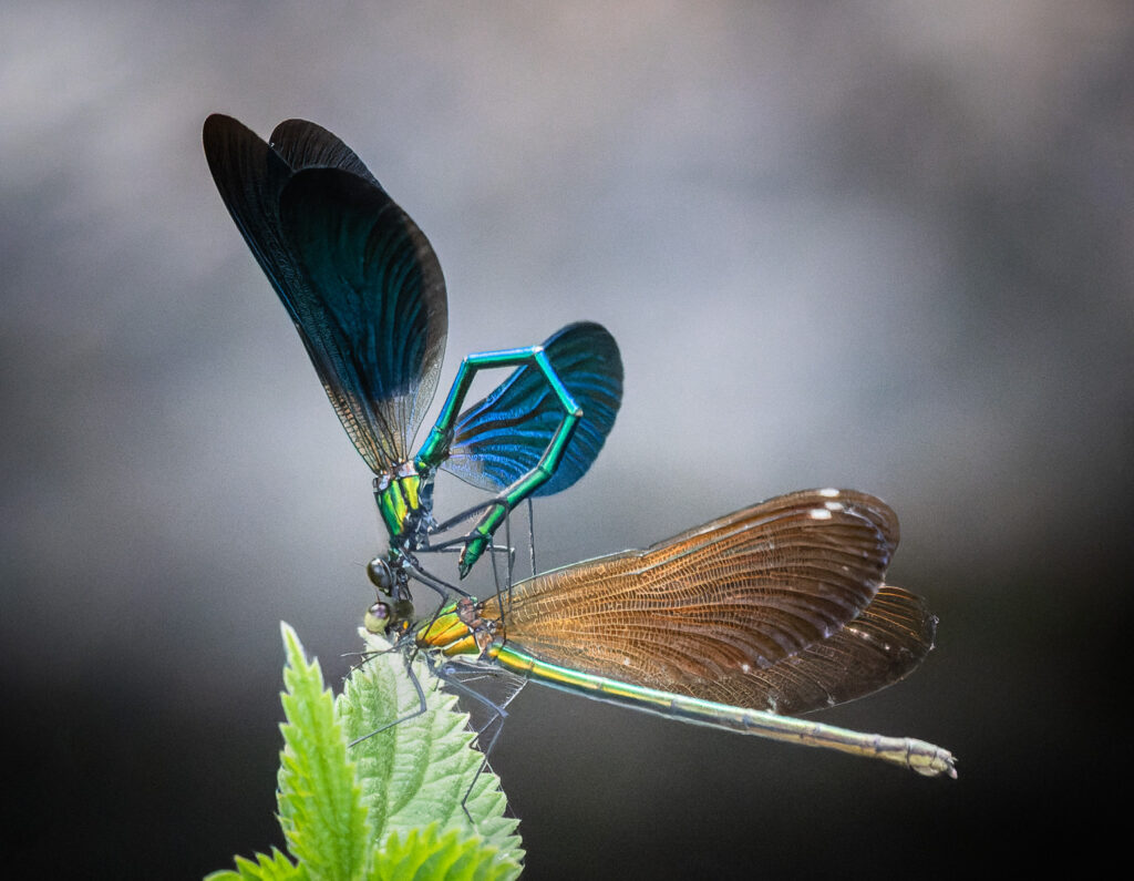 C_Pair of Beautiful Demoiselles_Jason Rowley C_Pair of Beautiful Demoiselles_Jason Rowley