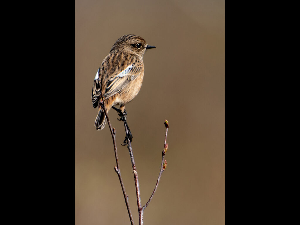 1st _Female Stonechat _Muriel Dale 1st _Female Stonechat _Muriel Dale